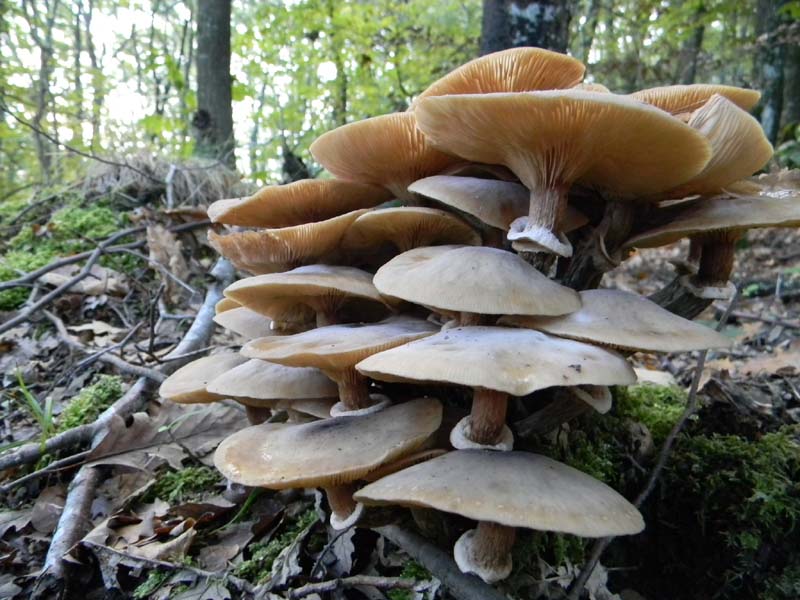 3� gruppo ritrovamenti del 15.10.2010.